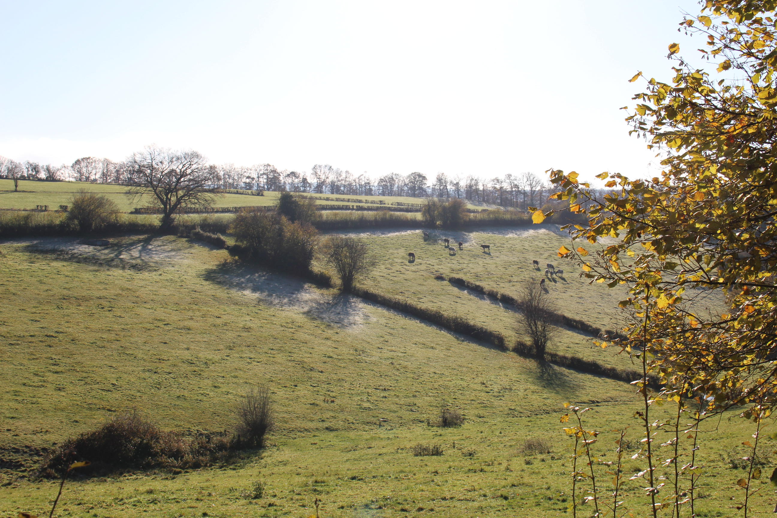 Vue sur un paysage bocager