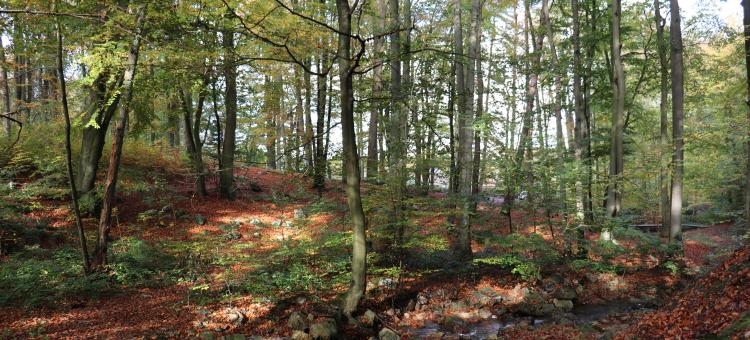 Paysage forestier