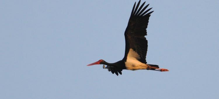 Cigone Noire ©Annick Pironet