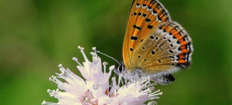 Cuivré de la Bistorte mâle ©Annick Pironet